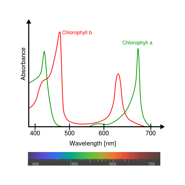 ChlorophyllAB.png